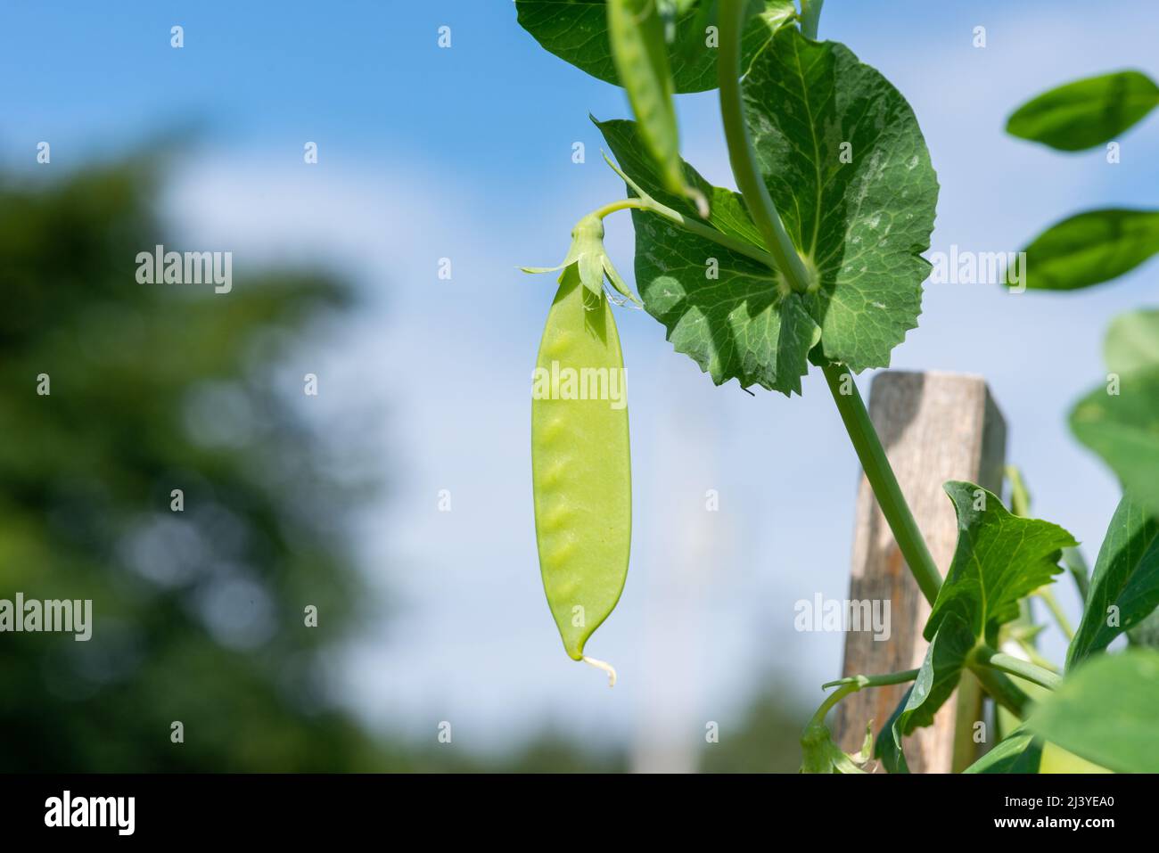 Vibrant green sweet pea pods growing on a vine on a farm. The raw organic string beans are hanging on cultivated plants surrounded by lush leaves. Stock Photo
