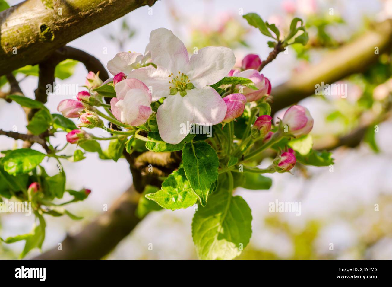 Apple tree flower Stock Photo Alamy