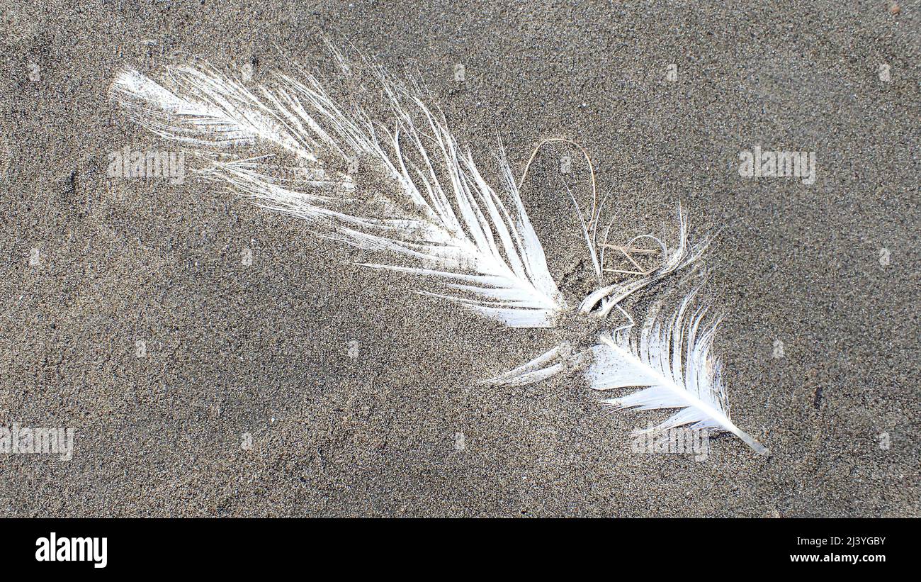 A seagull's white feather lies on a gritty grey sand New Zealand beach Stock Photo