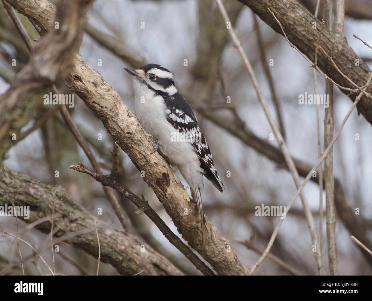 Female Downy Woodpecker, Picoides pubescens, on  tree branch, North American native bird species. Stock Photo