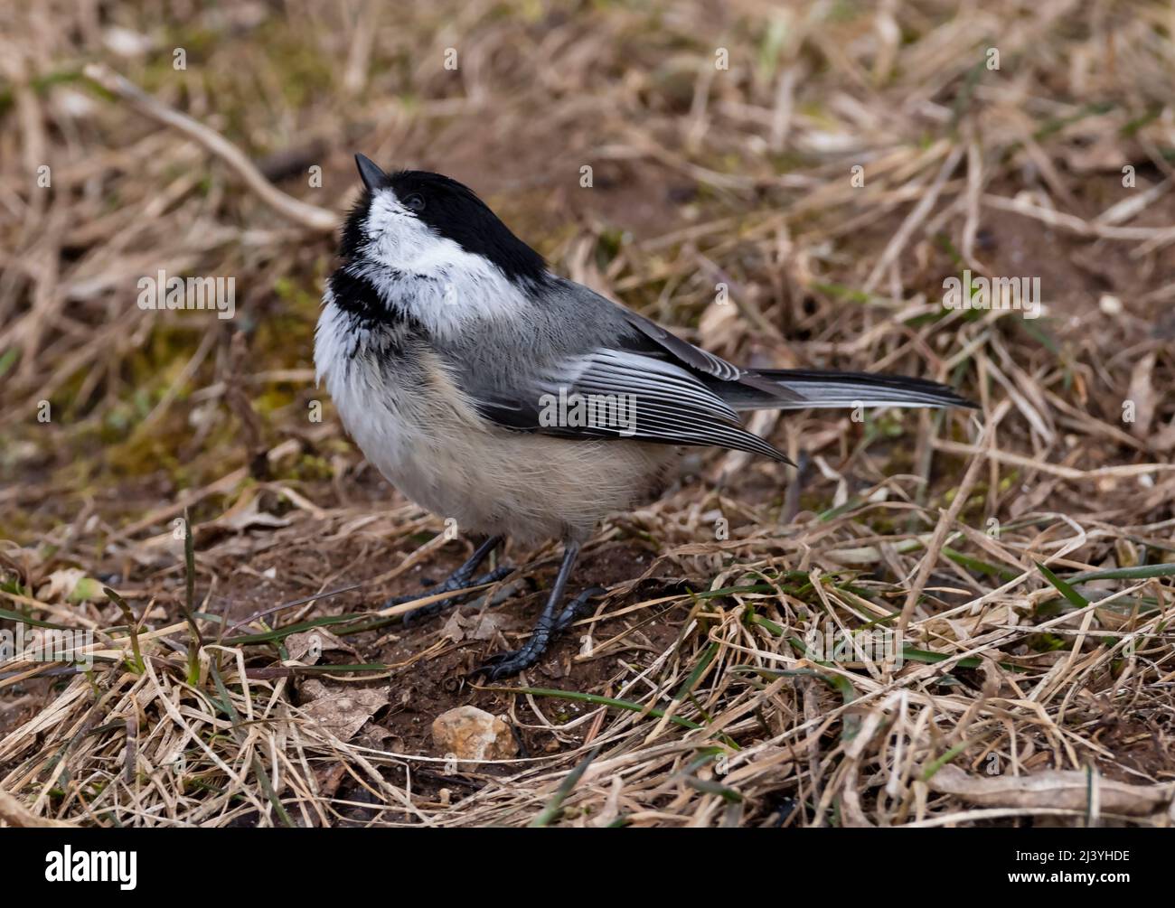 Black capped Chickadee, Poecile atricapilla looking up from ground. Stock Photo