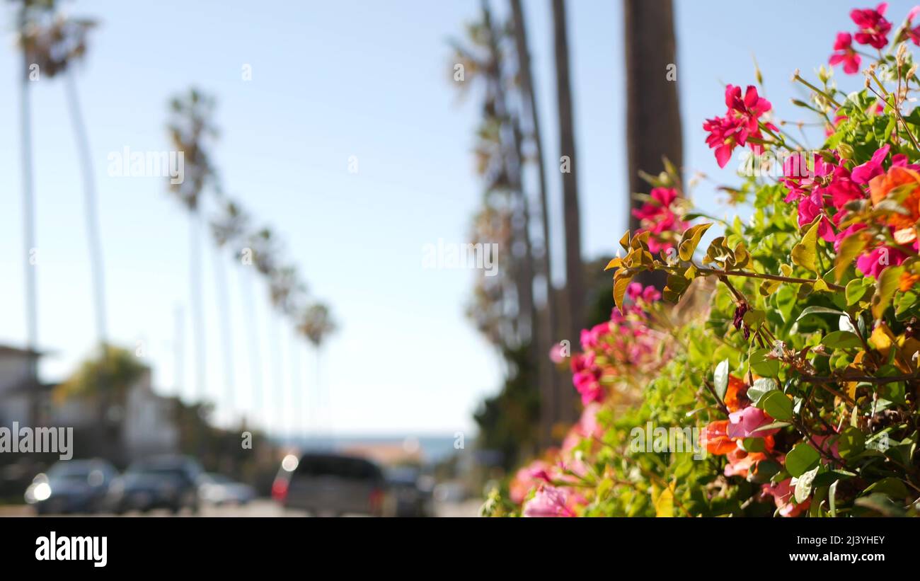 Row of palm trees, waterfront city street near Los Angeles, California