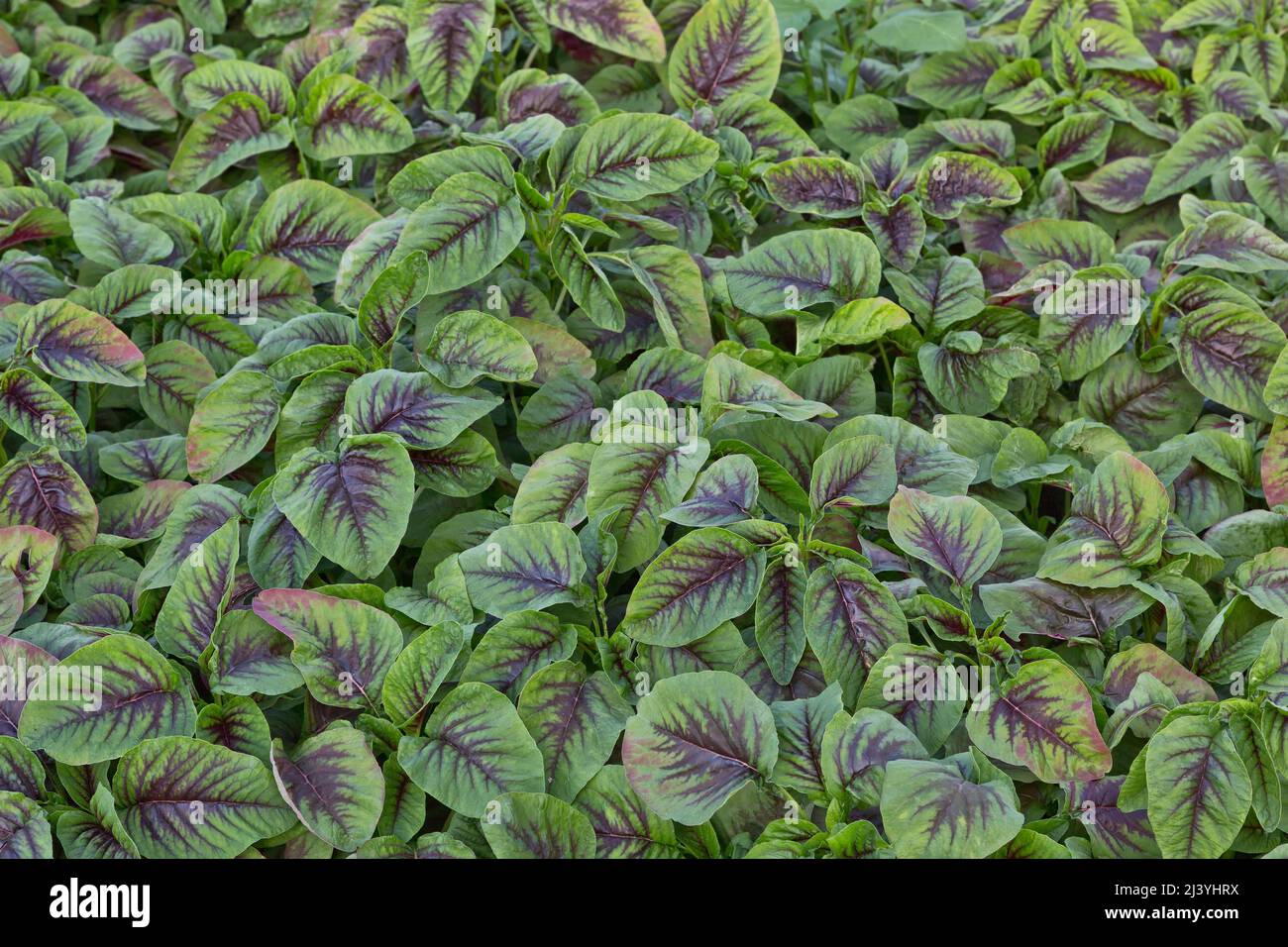 Amaranth edibla  'Yin Choy' , Chinese spinach growing in greenhouse, California. Stock Photo