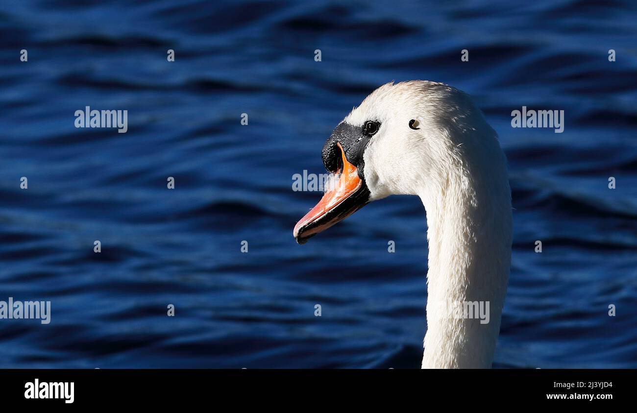 Swan {Cygnus olor} with a Leech (Hirudinea} attached to the side of it's head after feeding on the bottom of the lake. Stock Photo
