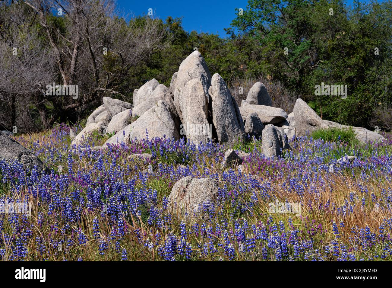 Lupines at Folsom Lake, California Stock Photo