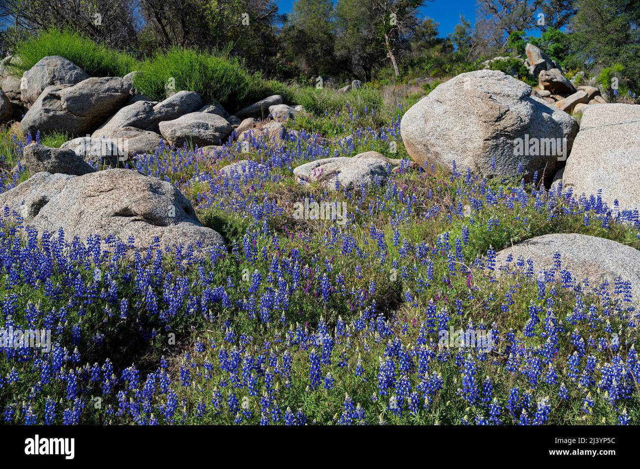 Lupines at Folsom Lake, California Stock Photo