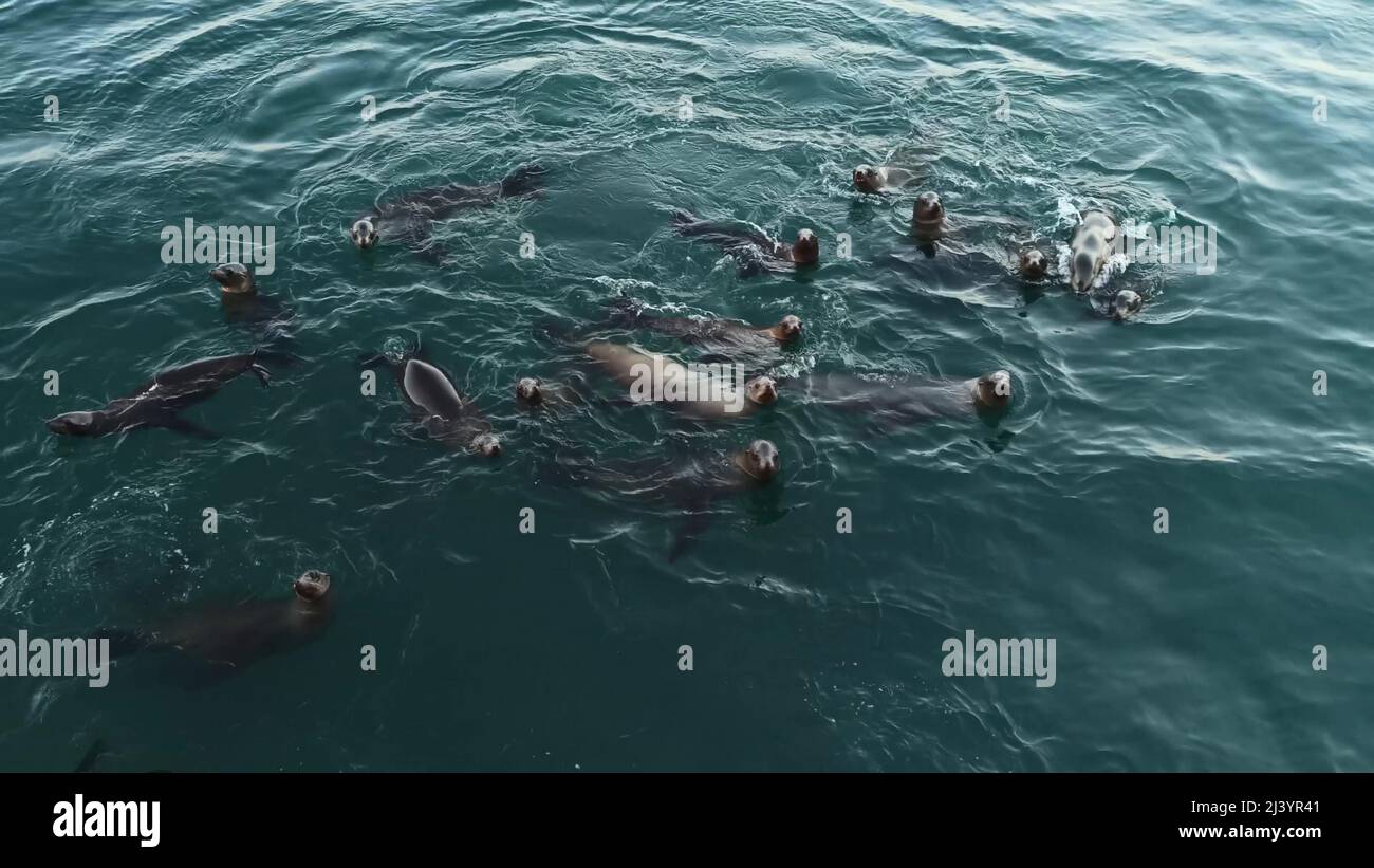 Wild cute seals colony or sea lions herd swimming in ocean water