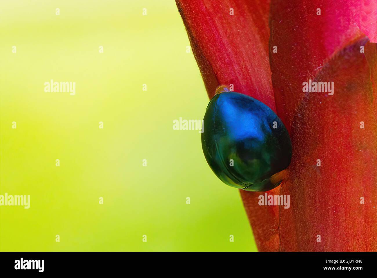 Macro view of a tiny sleeping blue ,ladybird beetle. Stock Photo