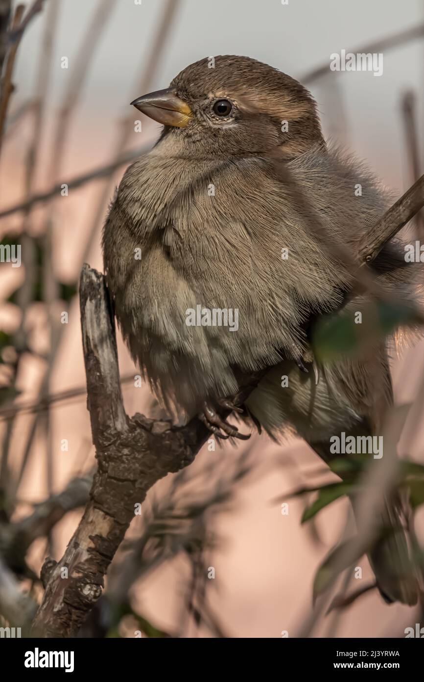 Male or female house sparrow or Passer domesticus is a bird of the sparrow family Passeridae, found in most parts of the world Stock Photo