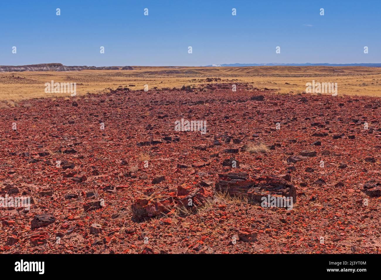 Petrified Wood Debris Field in the Desert in Petrified Forest National