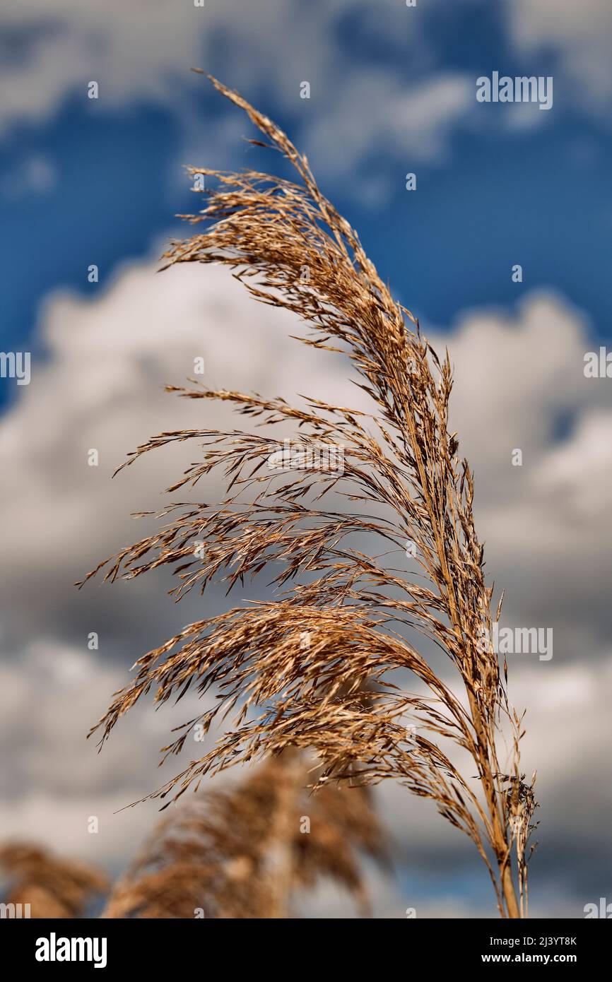 Beach grass against a bright, cloudy, blue sky.  Bombay Hook National Wildlife Refuge, Delaware. Stock Photo