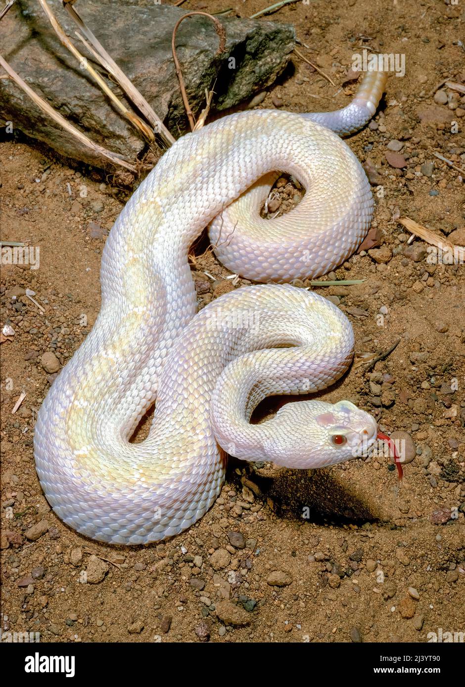 Albino Western Diamond-Back Rattlesnake (Crotalus atrox) Stock Photo