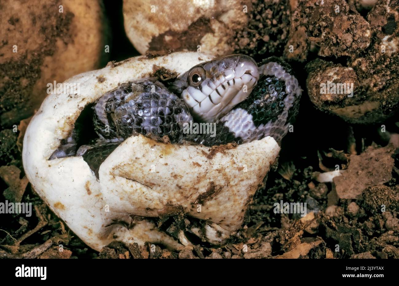 Black Rat Snake (Elaphe obsoleta), hatching from egg Stock Photo