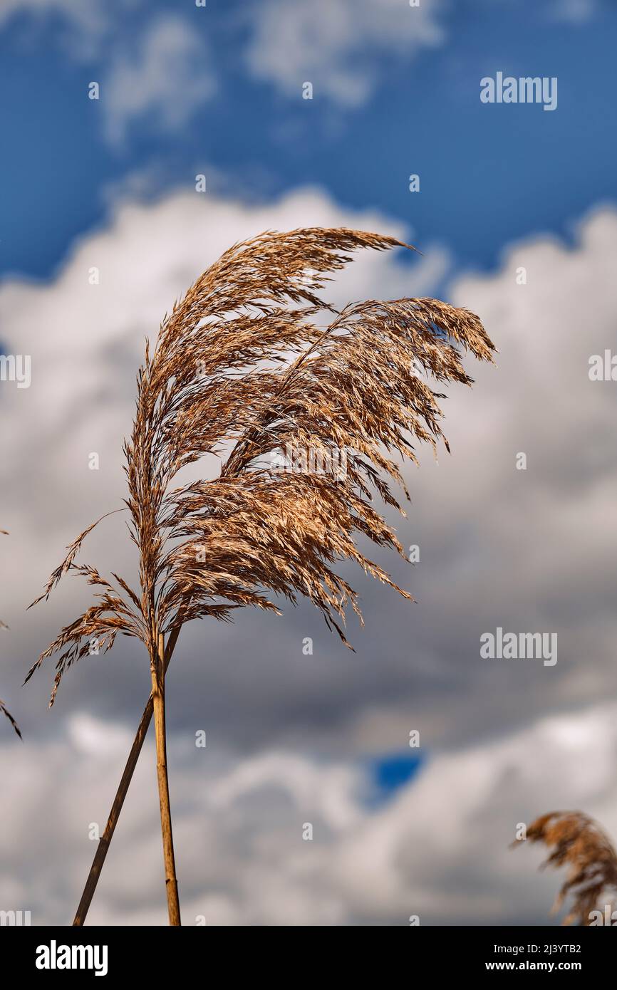 Beach grass against a bright, cloudy, blue sky.  Bombay Hook National Wildlife Refuge, Delaware. Stock Photo