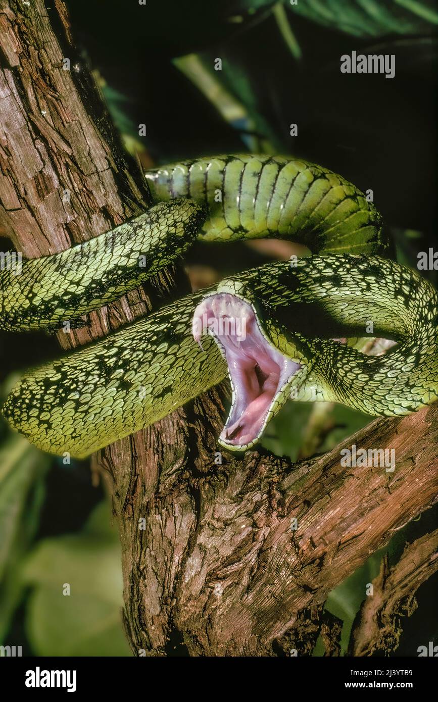 Atheris hispida hi-res stock photography and images - Alamy