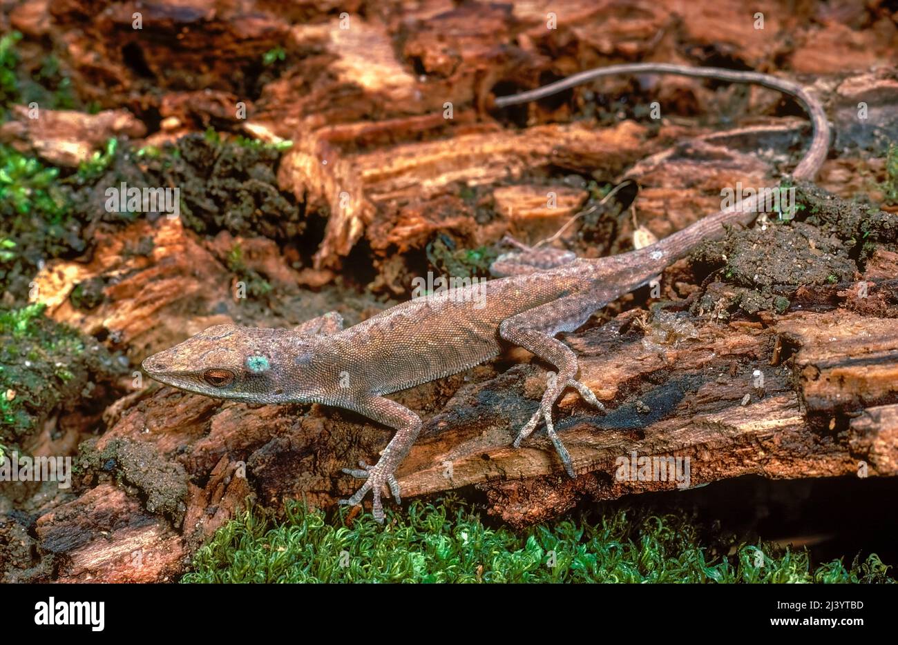 Carolina Anole (Anolis carolinensis), changing colors, brown from green to blend into environment. Stock Photo