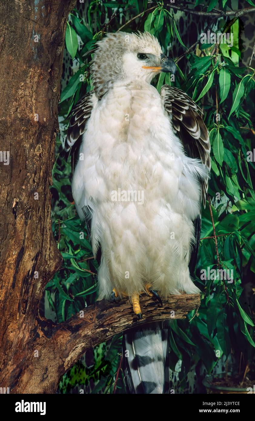 Crowned Hawk Eagle (Stephanoaetus coronatus), West Africa Stock Photo