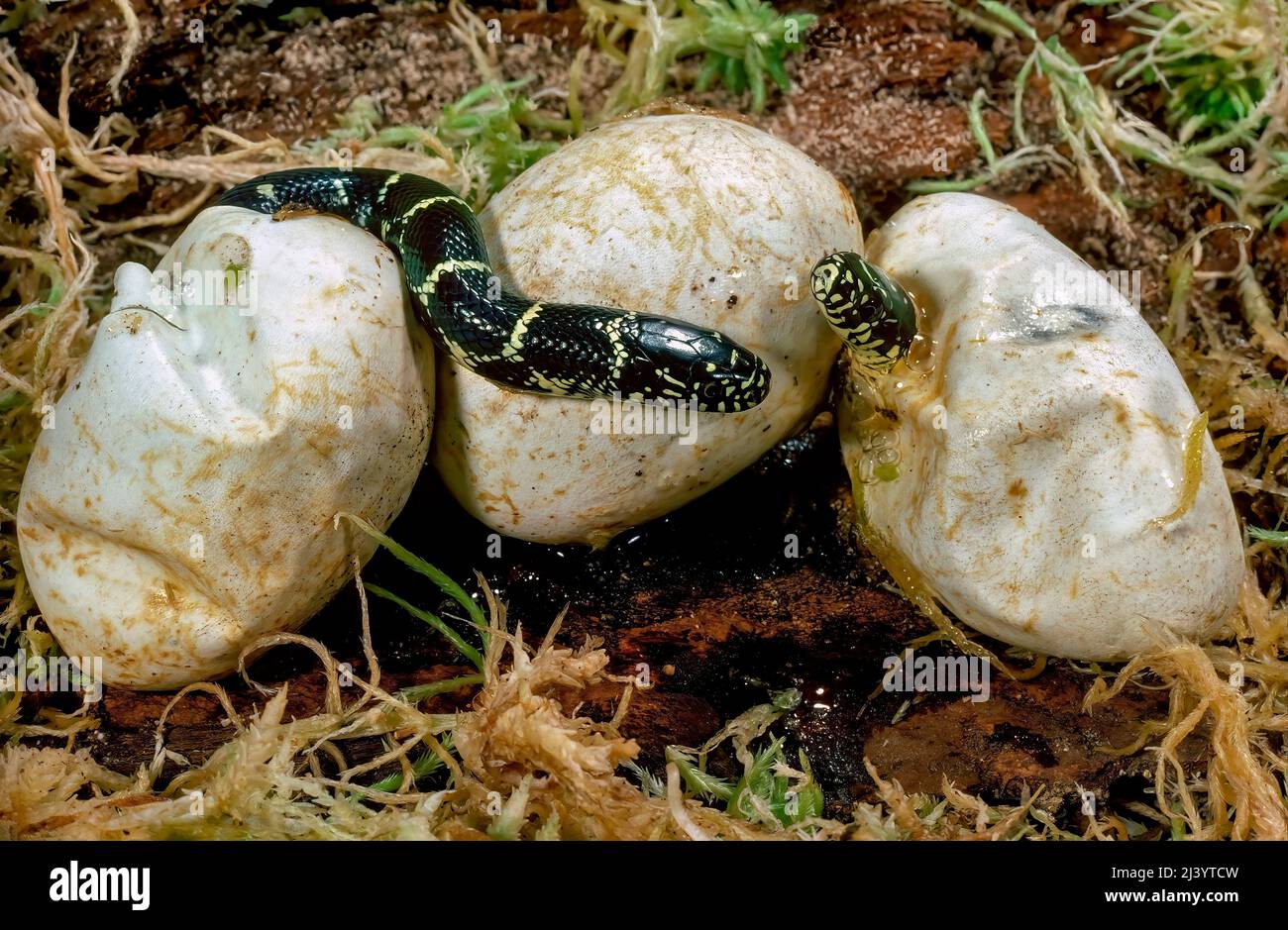 Eastern Kingsnakes (Lampropeltis getula), hatching from eggs Stock Photo