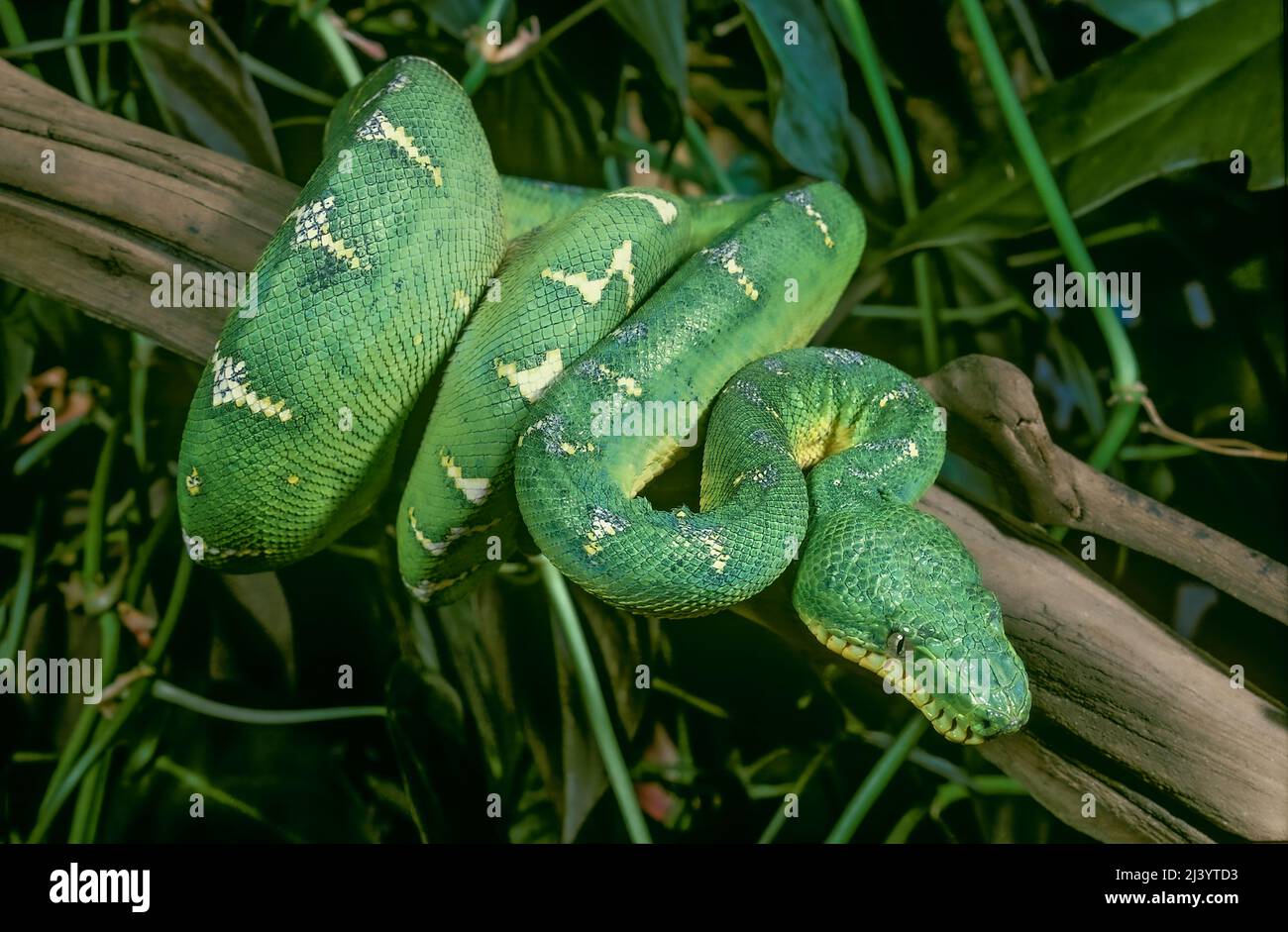 Emerald Tree Boa, Corallus caninus, Brazil, South America Stock Photo ...