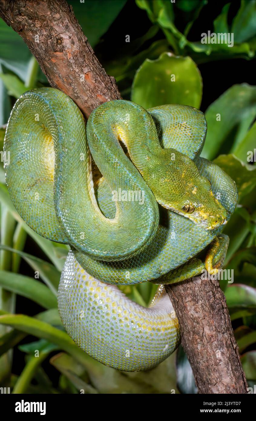 Green Tree Python (Chondropython viridis) New Guinea Stock Photo