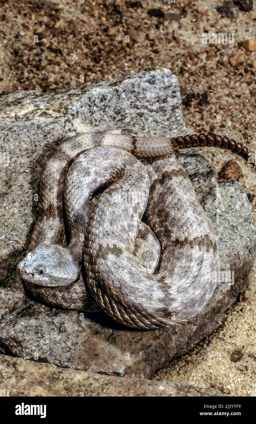 White Rattlesnake