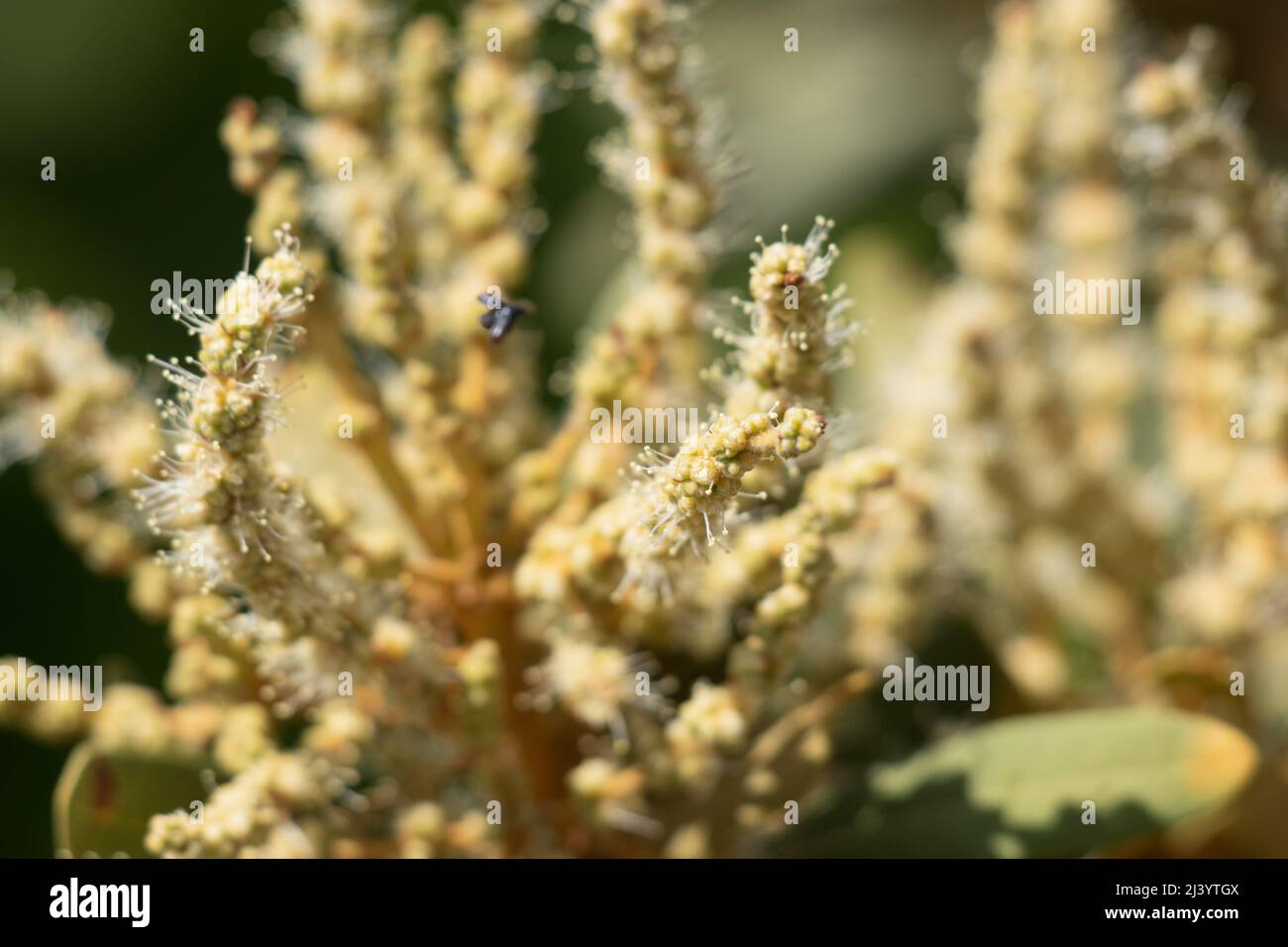 Green flowering staminate racemose catkin inflorescences of Chrysolepis Sempervirens, Fagaceae, native shrub in the San Bernardino Mountains, Summer. Stock Photo