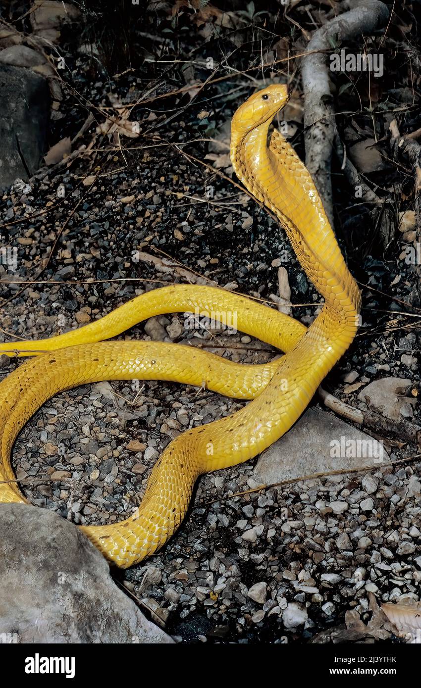 Yellow Cape Cobra (Naja nivea), South Africa Stock Photo