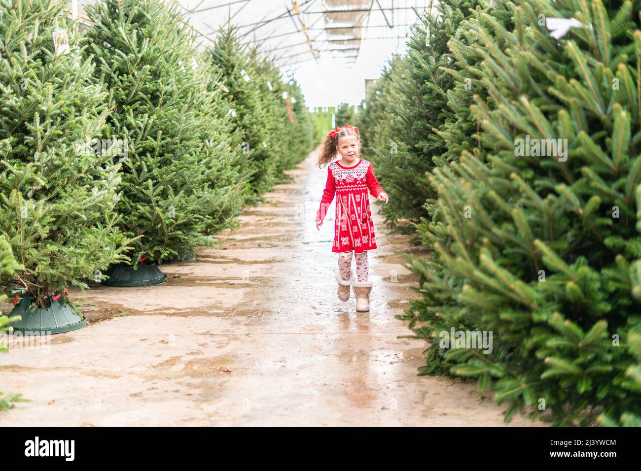 Little girl in red dress at the Christmas tree farm Stock Photo Alamy