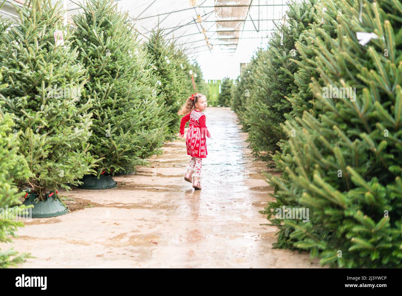 Little girl in red dress at the Christmas tree farm Stock Photo - Alamy