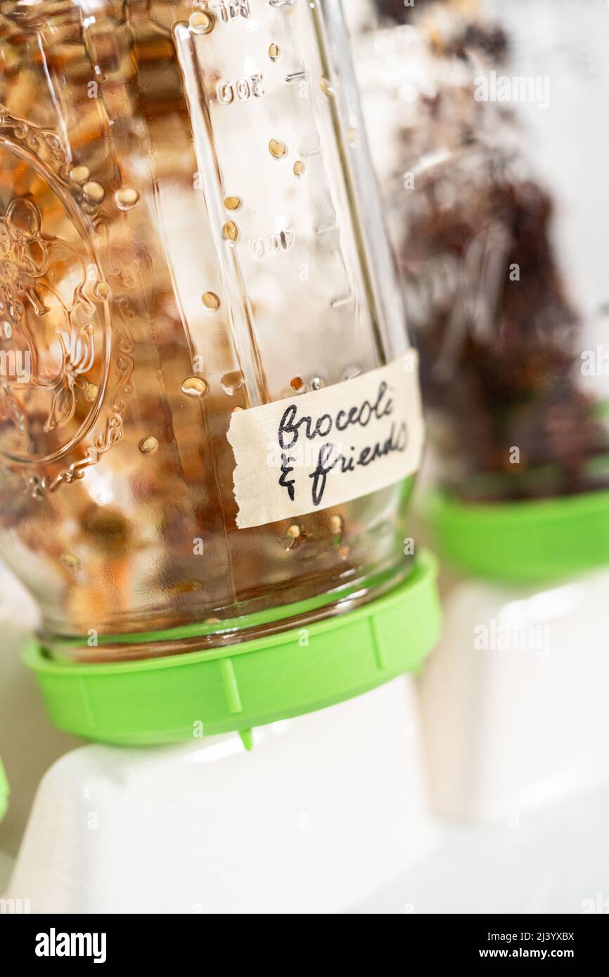 Day 2. Growing organic sprouts in a mason jar with sprouting lid on the