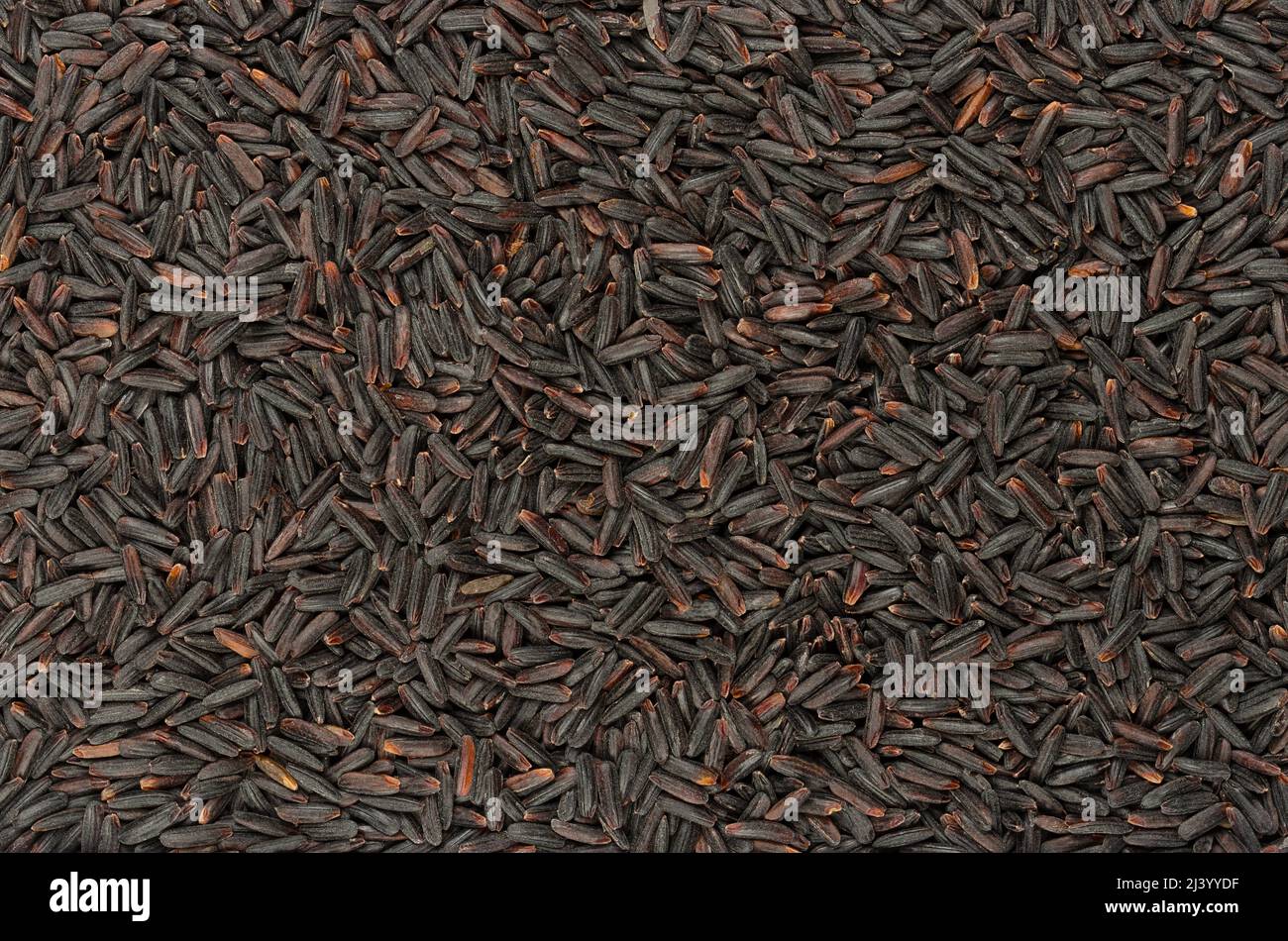 Riceberry rice grains, background and surface. Cross-bred rice variety from Thailand, with soft, deep purple whole grain rice grains. Stock Photo