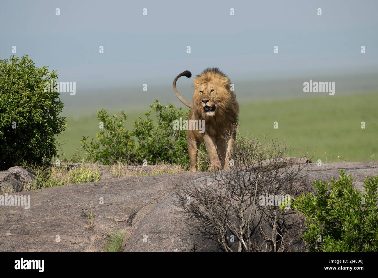 Male lion standing on kopjes hi-res stock photography and images - Alamy