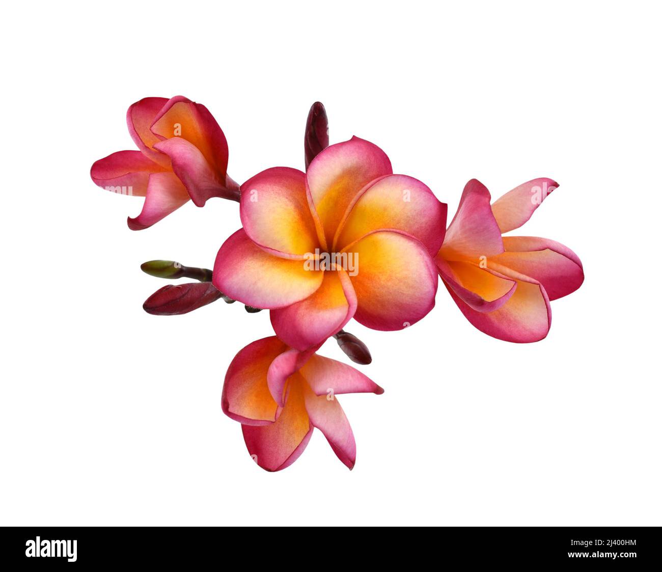 beautiful frangipani flower isolated on white background Stock Photo Alamy