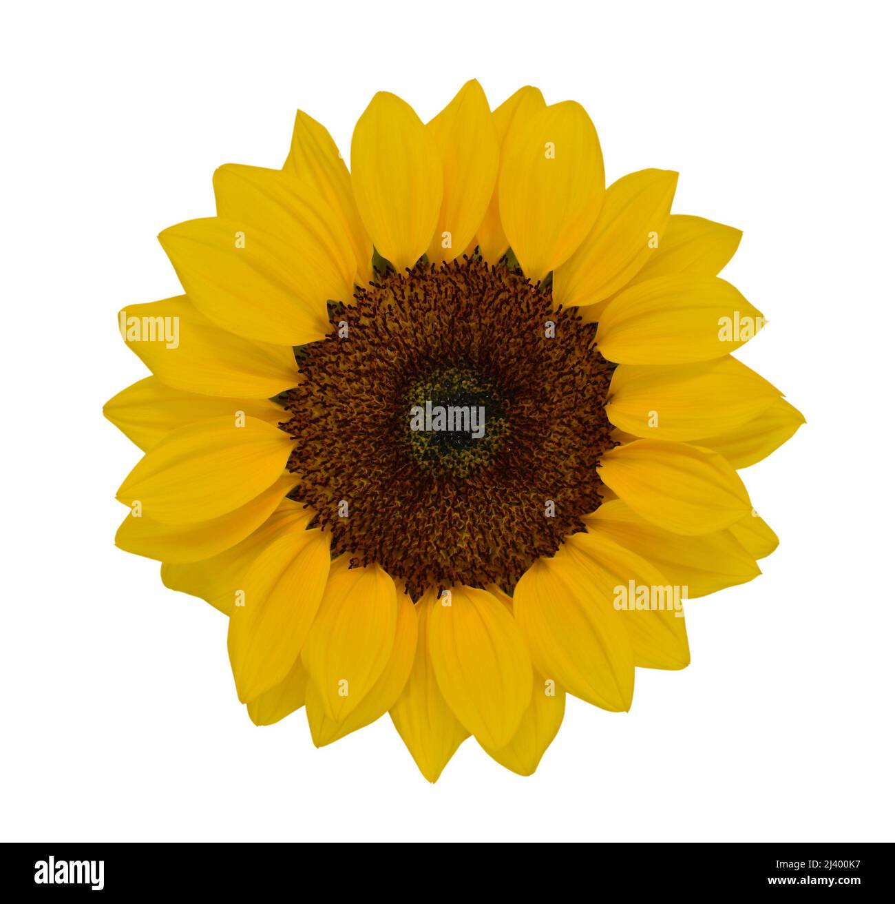 Close up blooming sunflower hi-res stock photography and images - Alamy