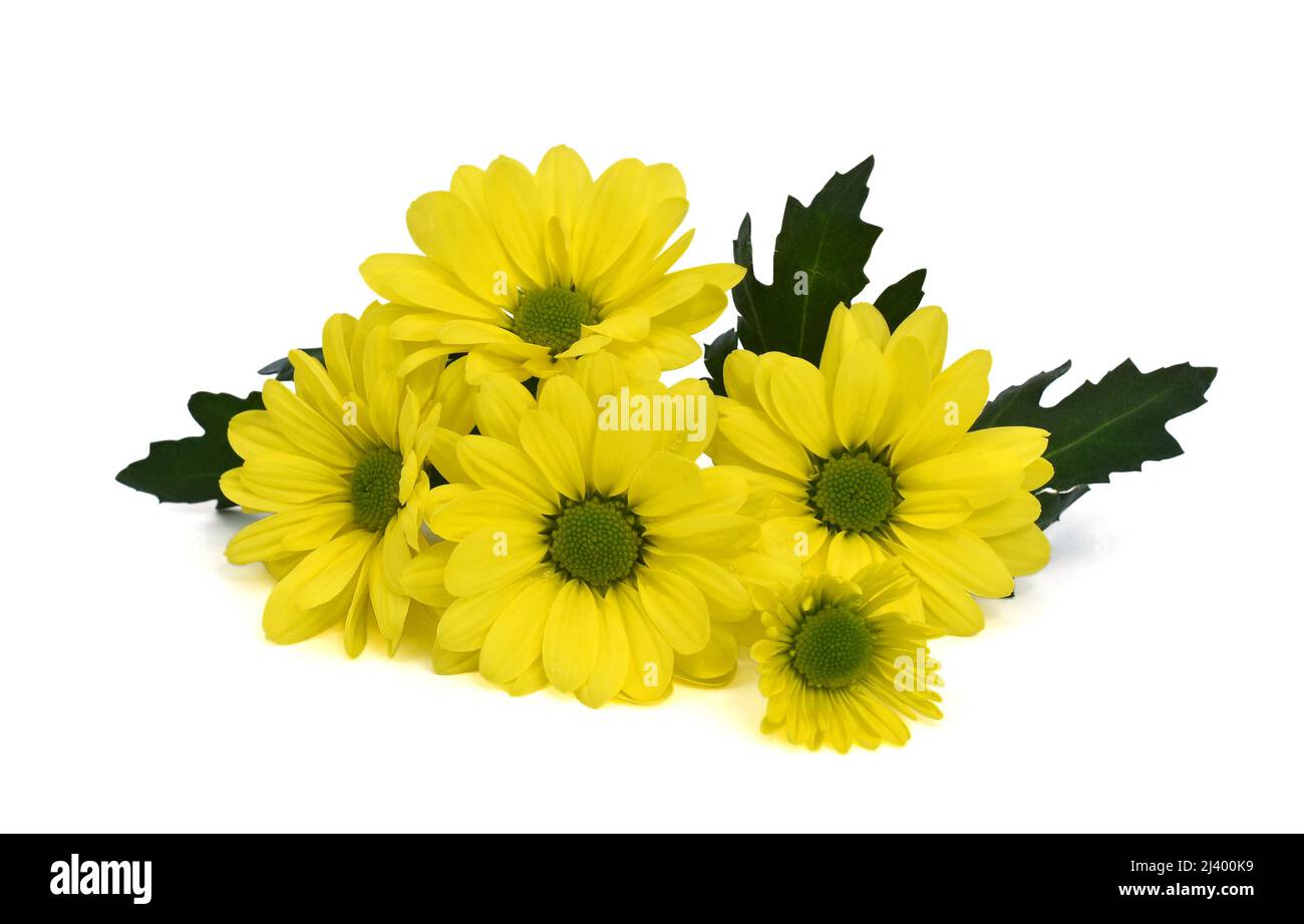 beautiful tiny yellow daisies isolated on white background Stock Photo