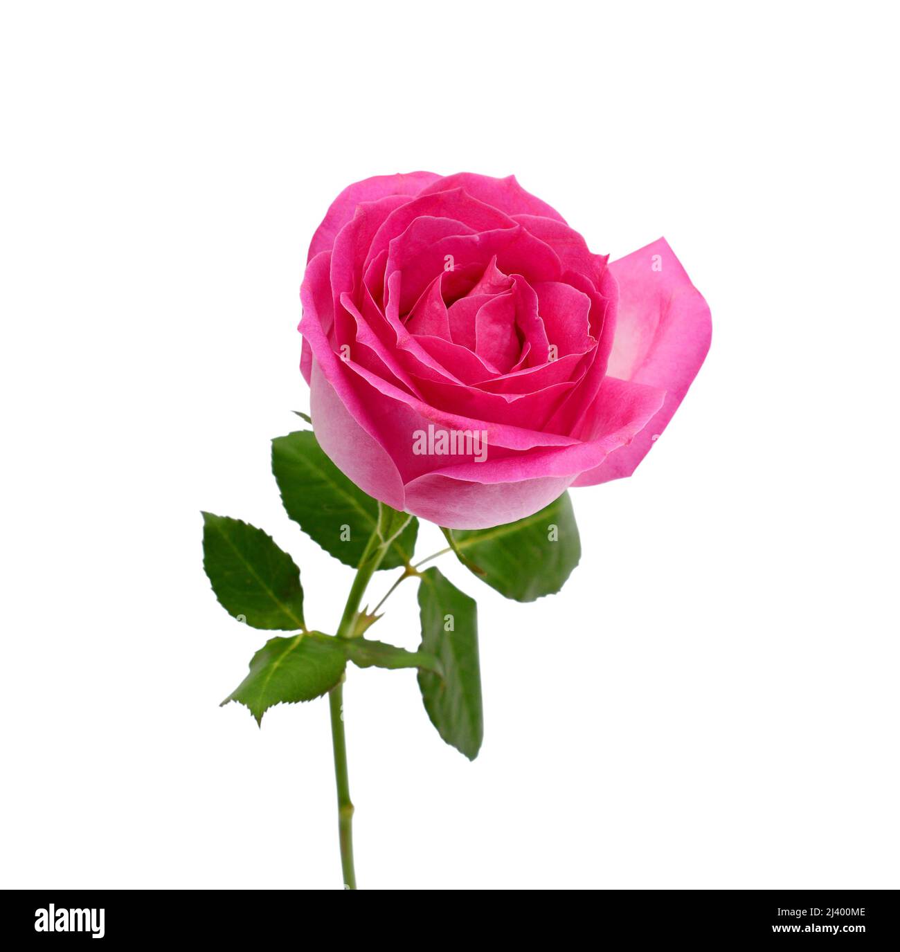 beautiful pink rose flower isolated on white background Stock Photo - Alamy