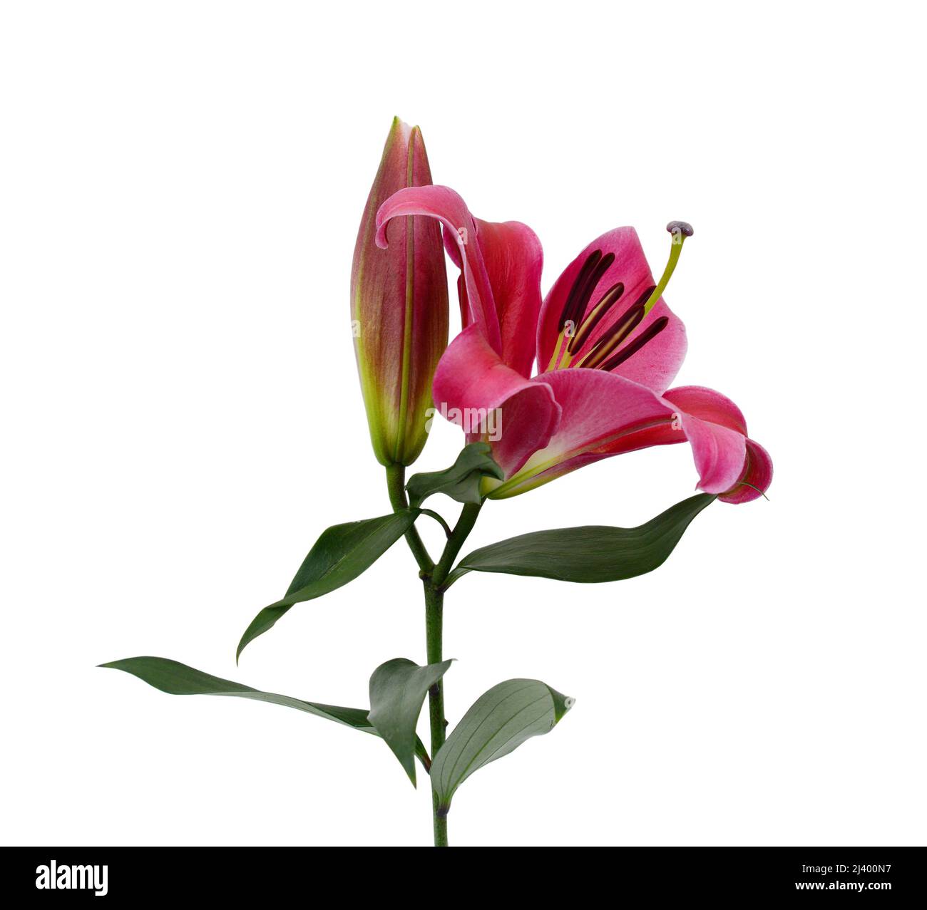 beautiful pink lily flower isolated on white background Stock Photo - Alamy