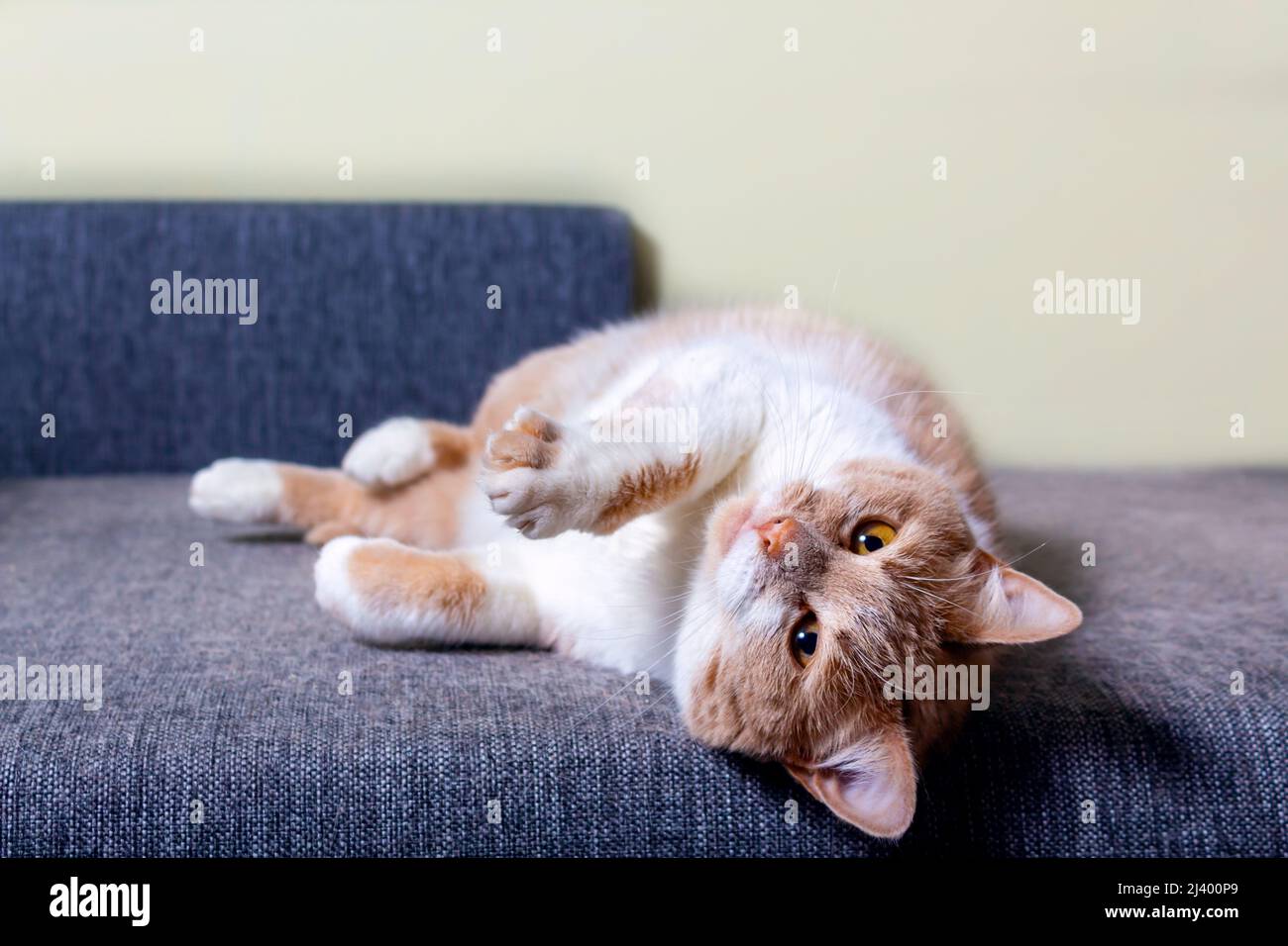 Ginger cat's hair on furniture. Cat shedding Stock Photo Alamy
