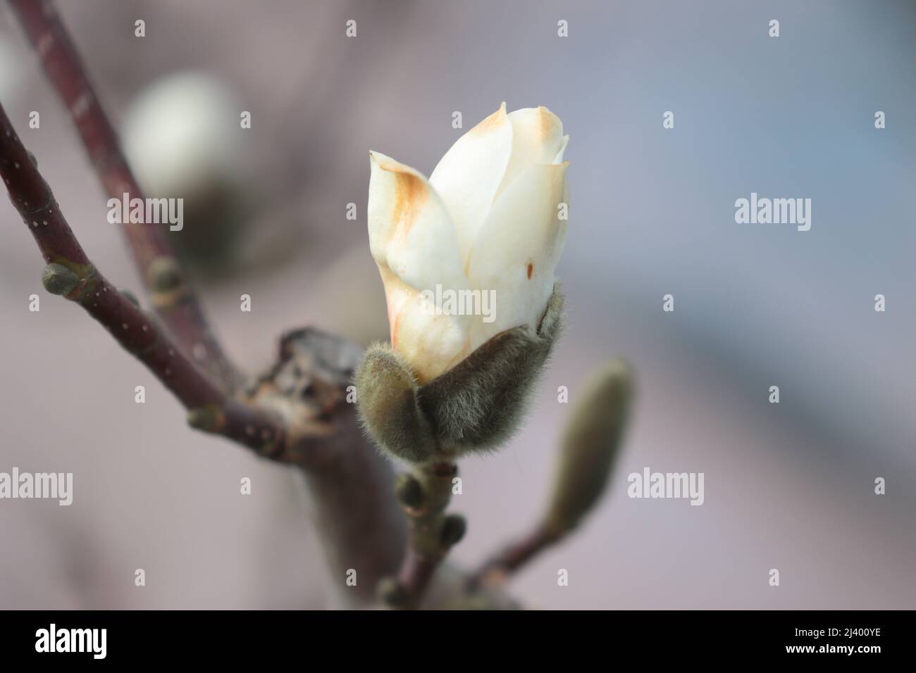 Magnolia planting hi-res stock photography and images - Alamy