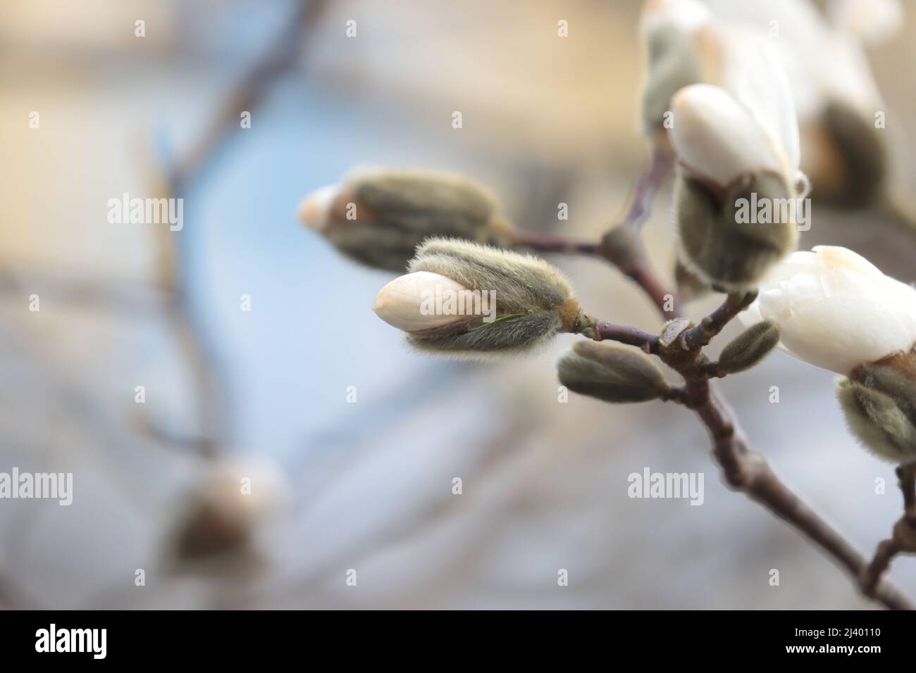 Magnolia planting hi-res stock photography and images - Alamy