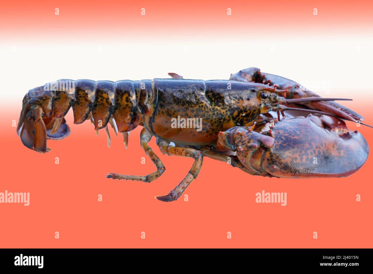 close-up of an American or Canadian lobster Stock Photo
