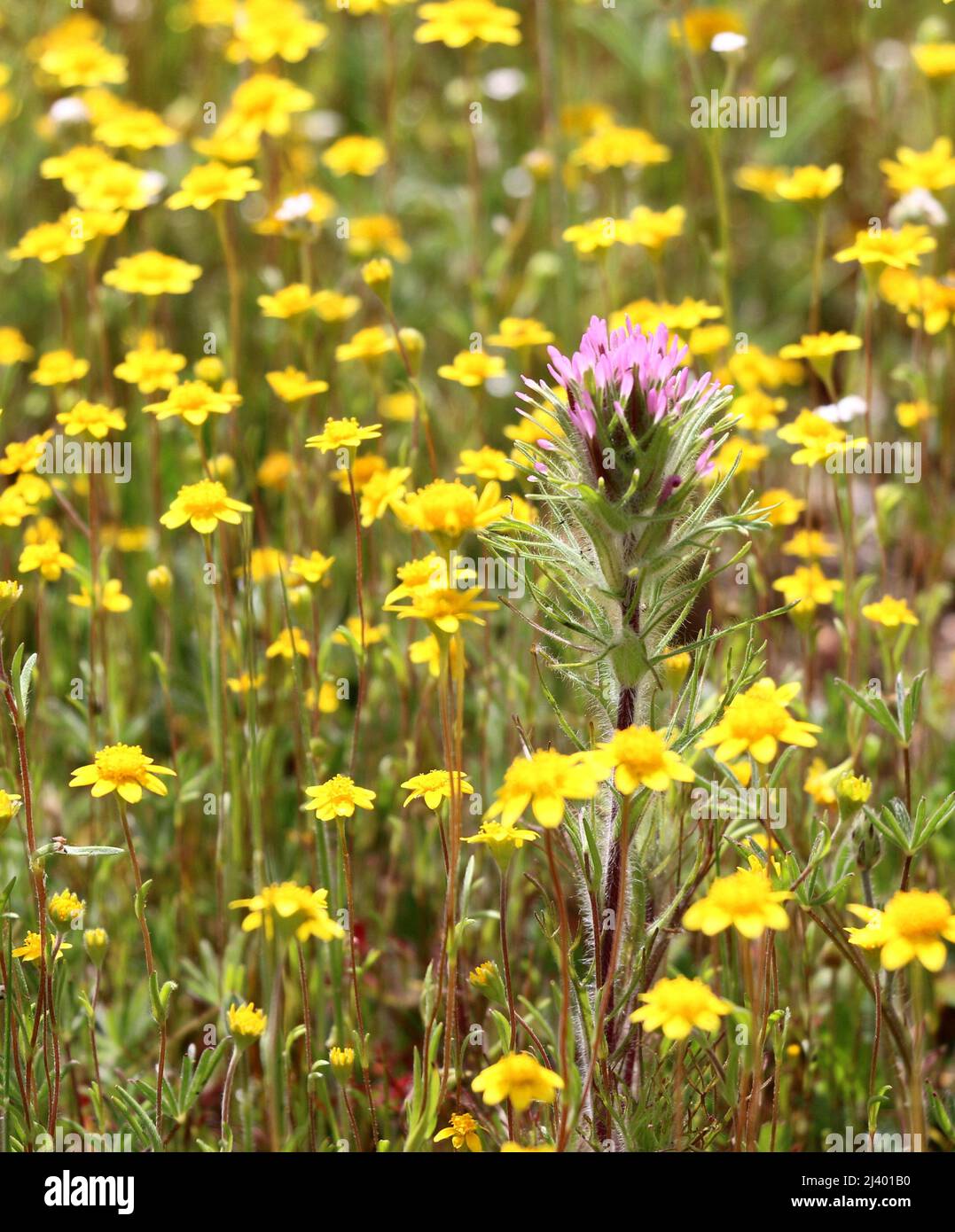 Bright pink wildflower in a field of yellow wildflowers. Stock Photo