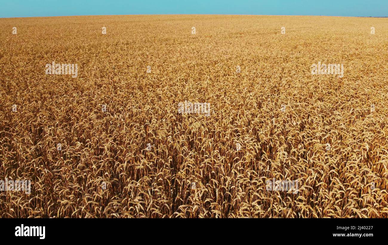 Flying over fields ripe wheat hi-res stock photography and images - Alamy