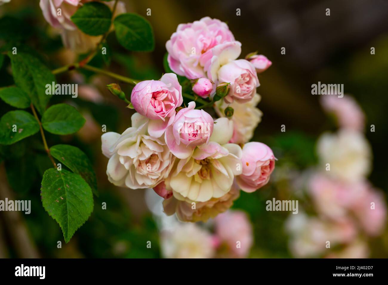 Blooming pink roses on branches in the garden, nobody Stock Photo - Alamy