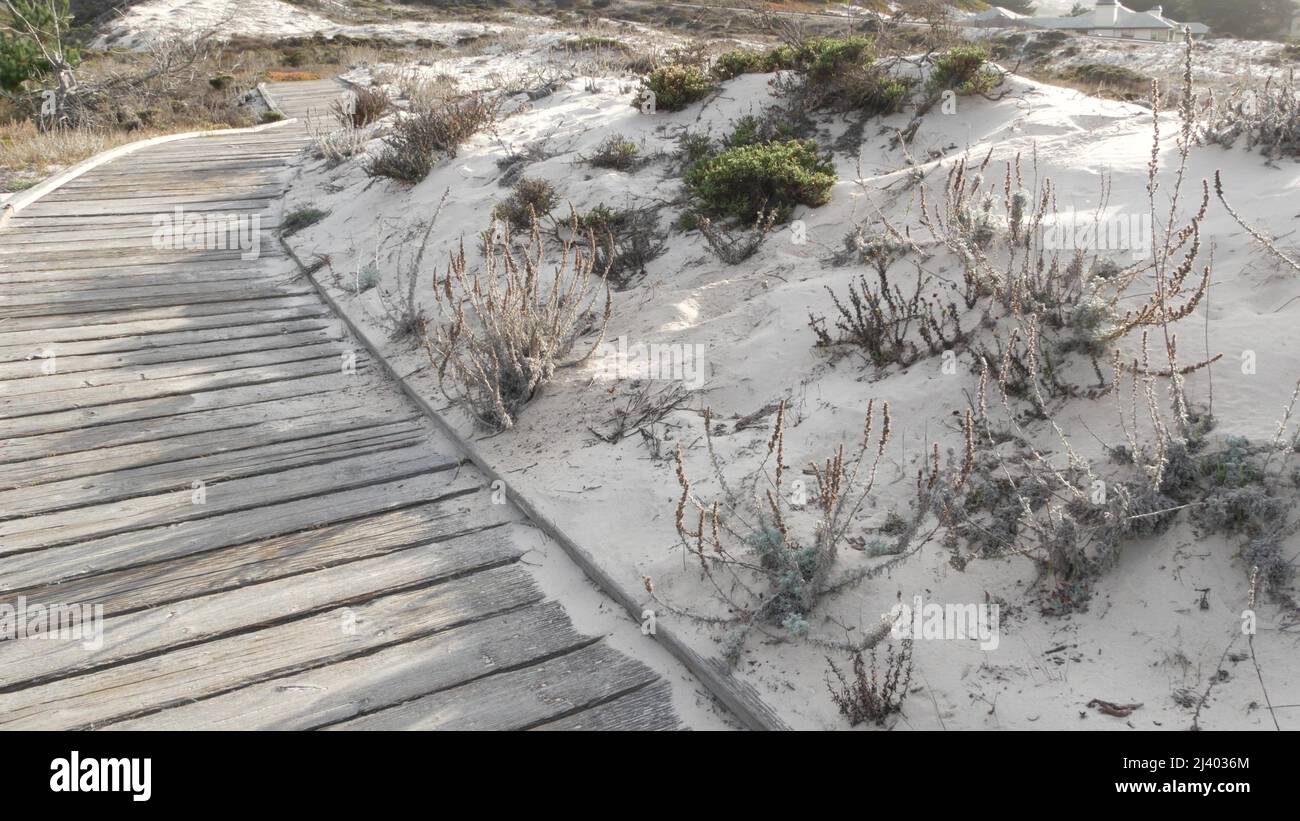 Wooden boardwalk trail, coastal sand dunes in Monterey, 17-mile drive ...