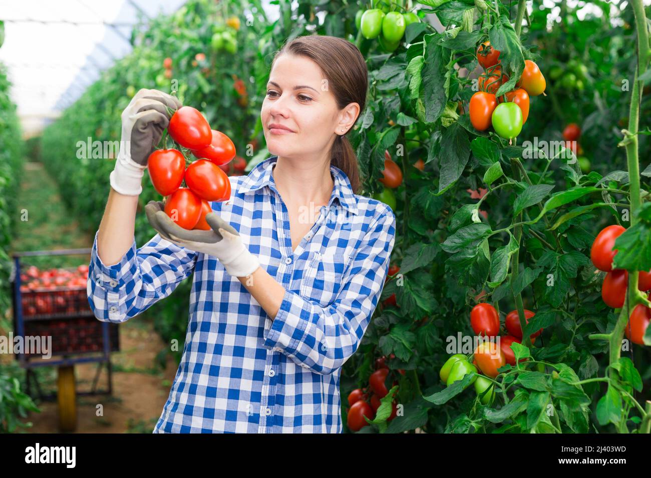 Successful female farmer showing crop of plum tomatoes in greenhouse ...
