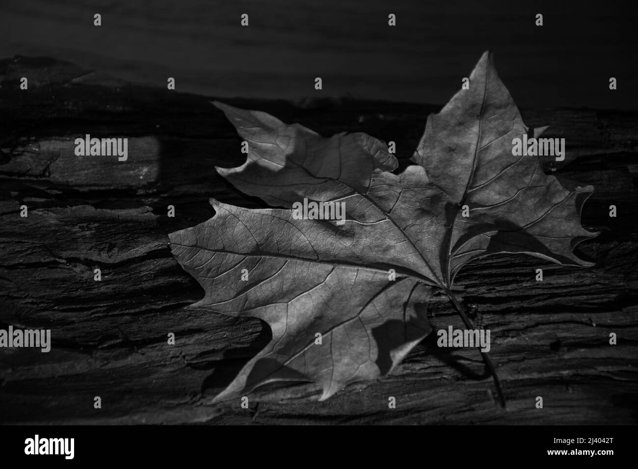 Dry leaf maple tree Black and White Stock Photos & Images - Alamy