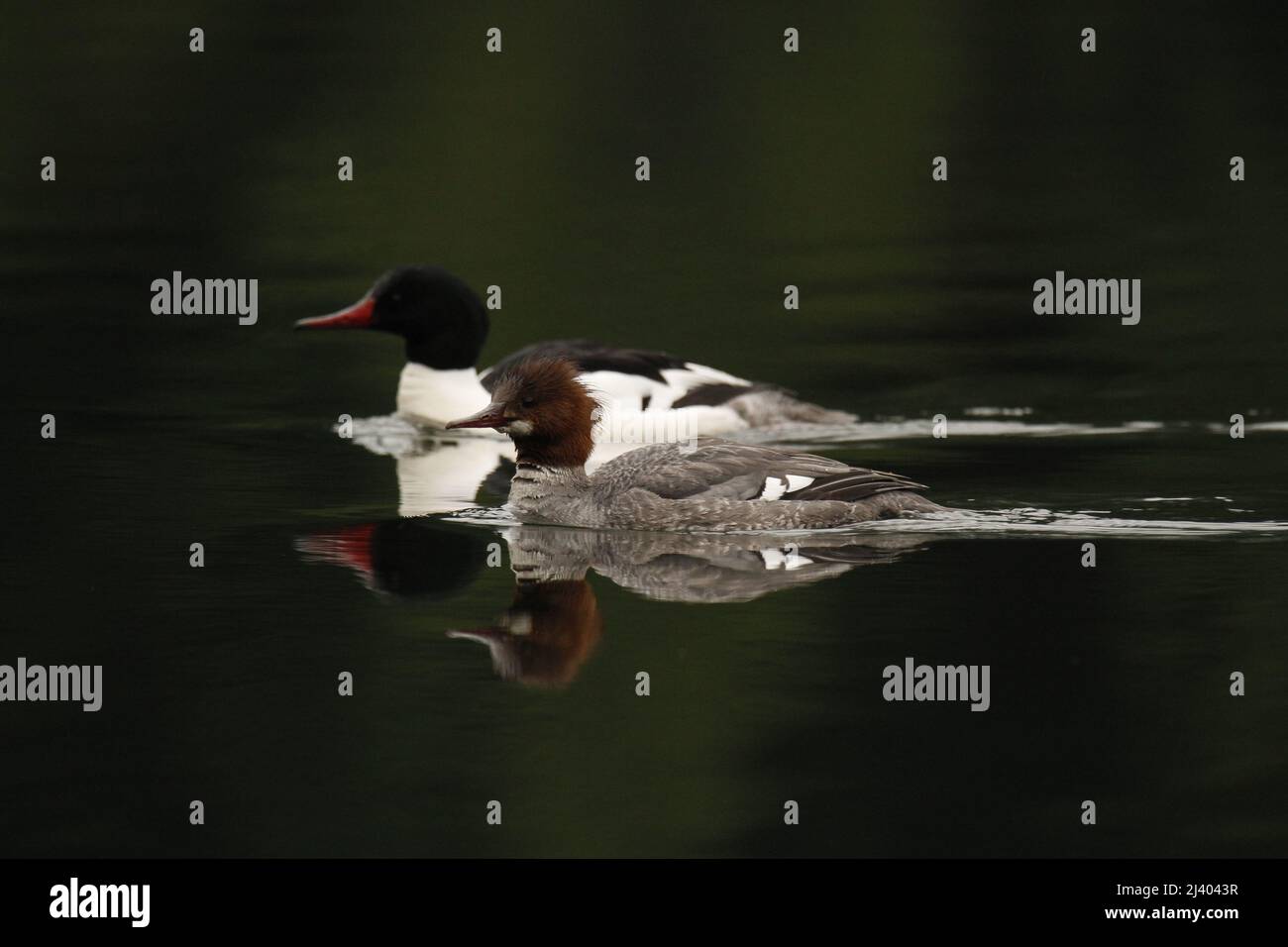 Close up side view of male and female Common Mergansers (Mergus merganser) or Gooseanders swimming in water with a dark background. Victoria, Canada. Stock Photo