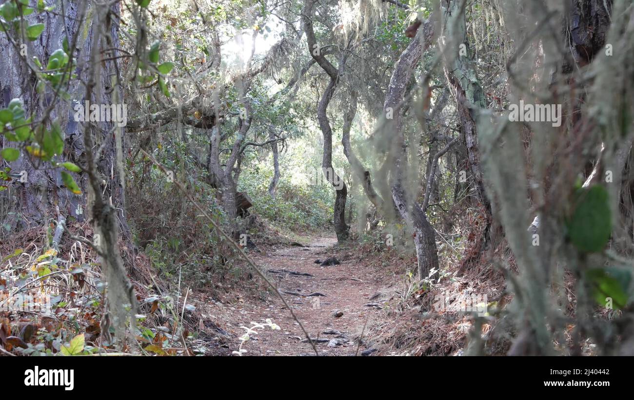 Path in live oak forest or woods, footpath trail or footway in old grove or woodland. Twisted gnarled oak trees branches and trunks. Lace lichen moss hanging. Point Lobos wilderness, California, USA. Stock Photo
