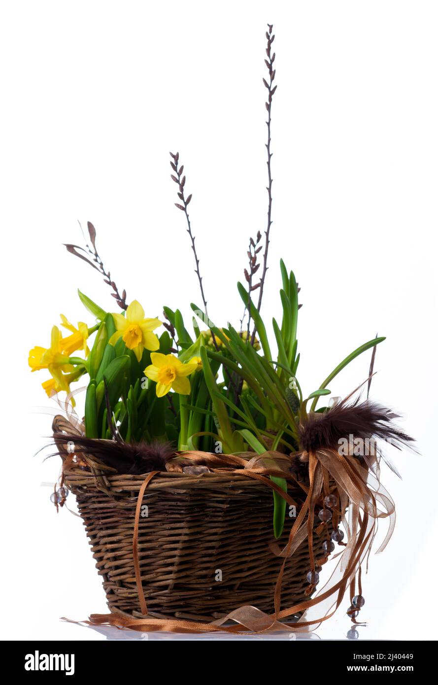 'Tête-à-tête' Daffodil, Påsklilja (Narcissus hybrid) Stock Photo